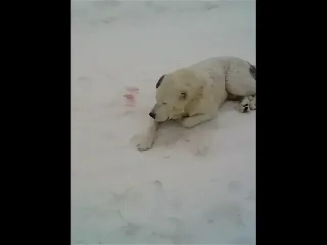 Найди алабаев