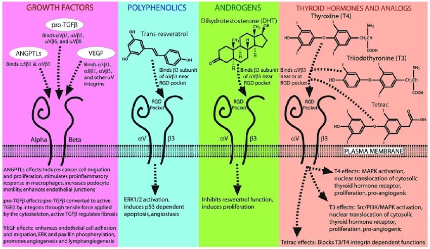 Pi3k сигнальный путь. 5 growth factors. 5 growth factors. Иф рецепторы. Сигма 1 цитокины.