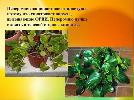 Характеристика пеперомии