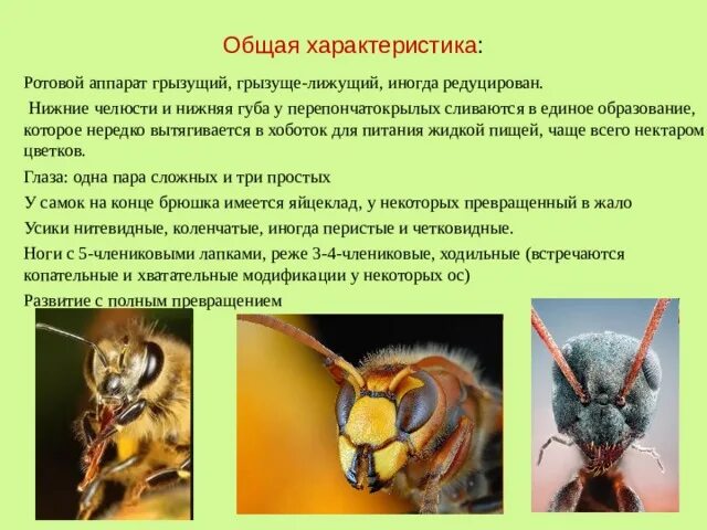 Особенности строения перепончатокрылых. Особенности строения перепончатокрылых
