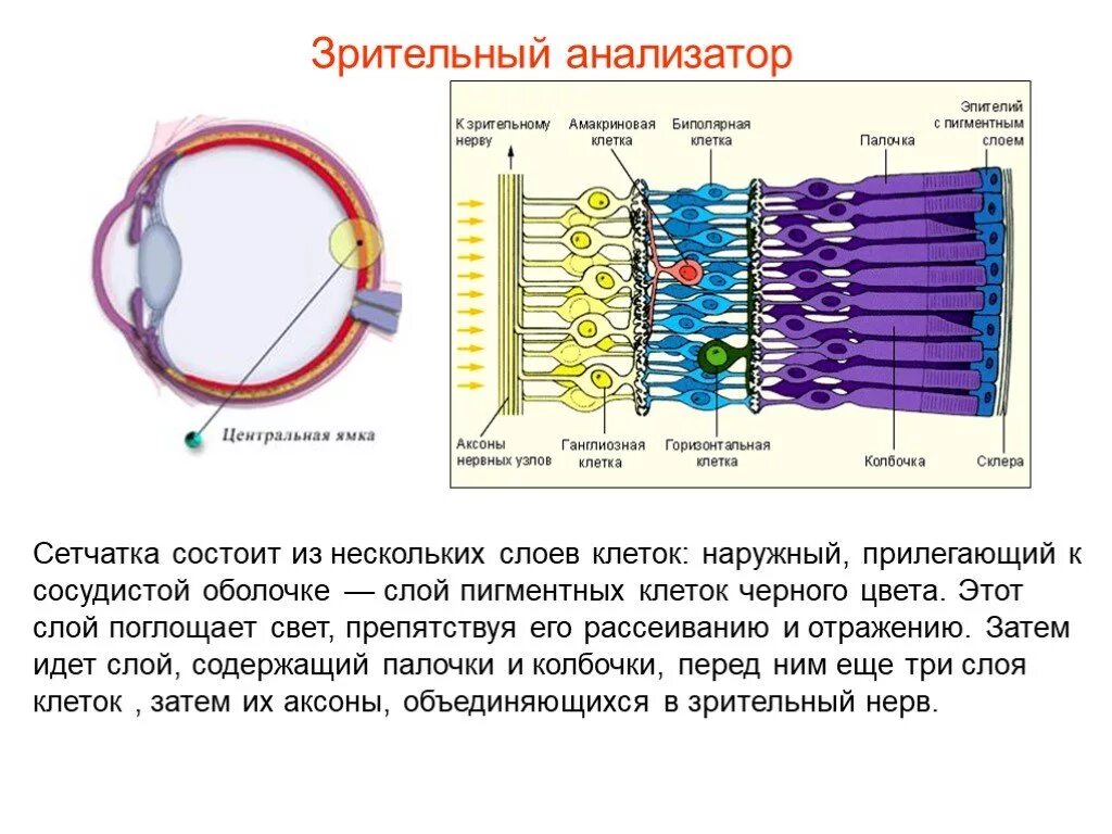 Где расположена сетчатка