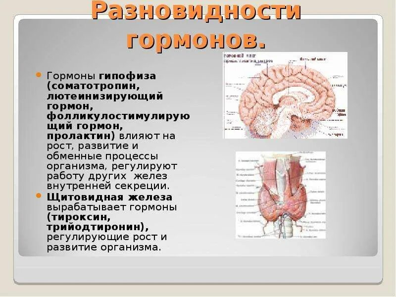 Железы регулирующие работу других желез. Железа внутренней секреции, вырабатывающая гормон роста. Функции соматотропина в организме человека. Сколько видов гормонов у человека. Гормон отвечающий за рост.