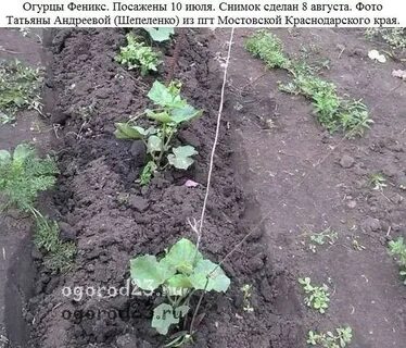 На каком расстоянии сажать кабачки от огурцов