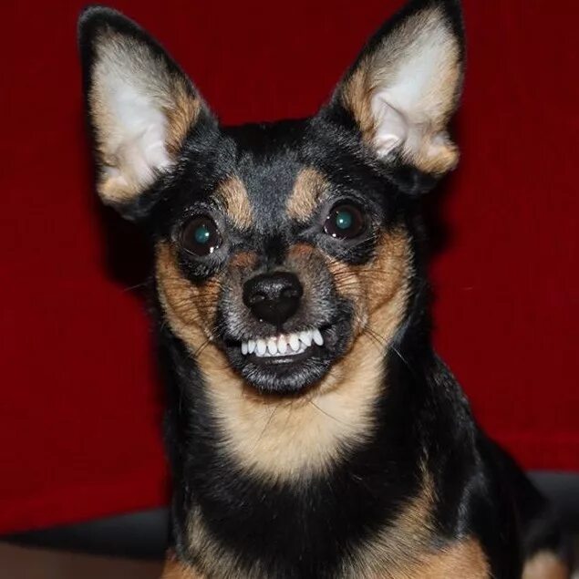 Той терьер гладкошерстный. Тойчик 4 месяца. Той терьер 4. Карликовый той терьер. Тойтерьеры короткошерстная.