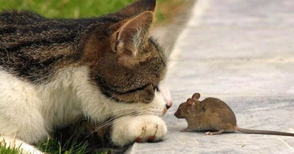 Кот и мыши. Кошки-мышки. Кот и мышь дружат. Кошка ловит мышь. Котенок ловит мышей