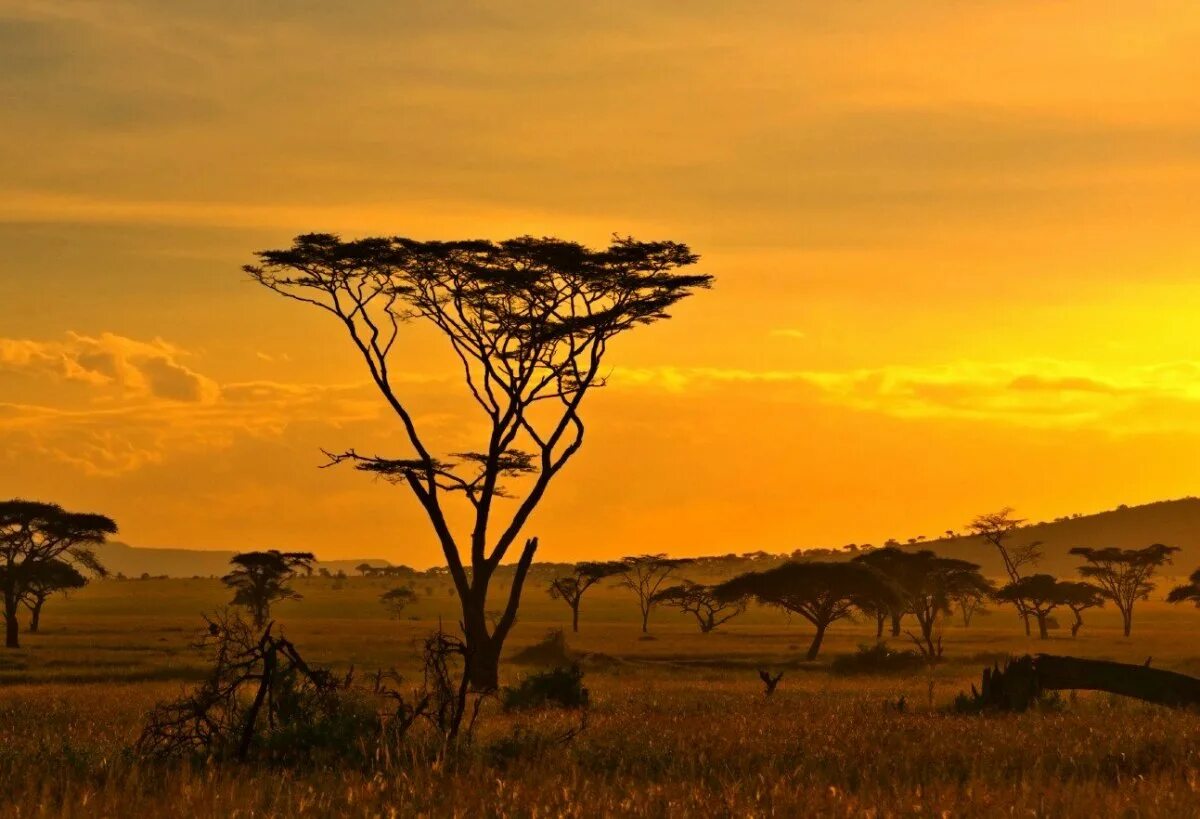 Good africa. Саванна Калахари. Национальный парк Серенгети, Танзания закат. Саванны Африки. Африка пустыня Саванна джунгли.