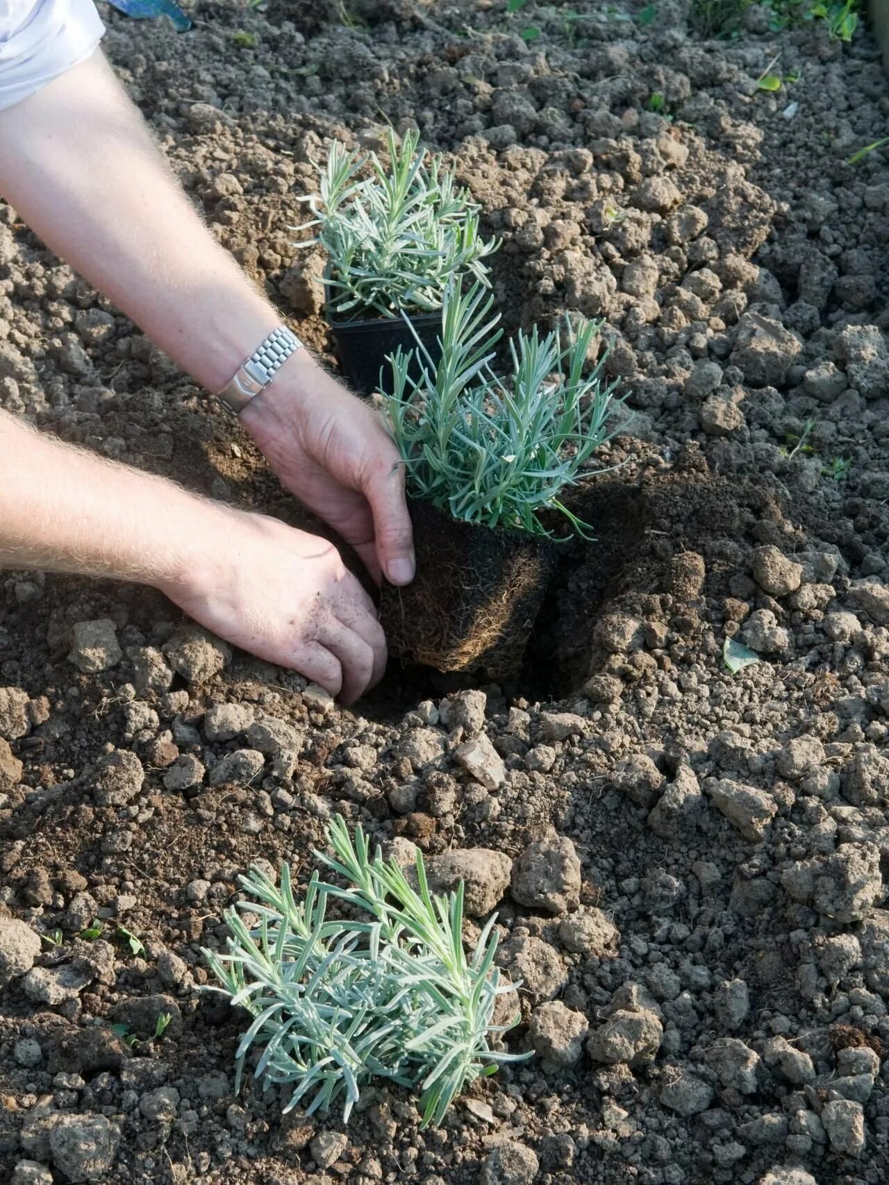 Какую почву любит лаванда. Мульчирование лаванды. Всходы лаванды узколистной. Стратификация лаванды. Лаванда узколистная из семян.