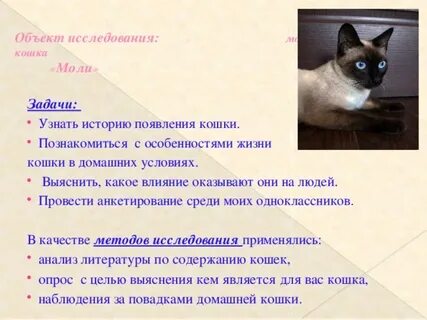 Проект жизнь кошек