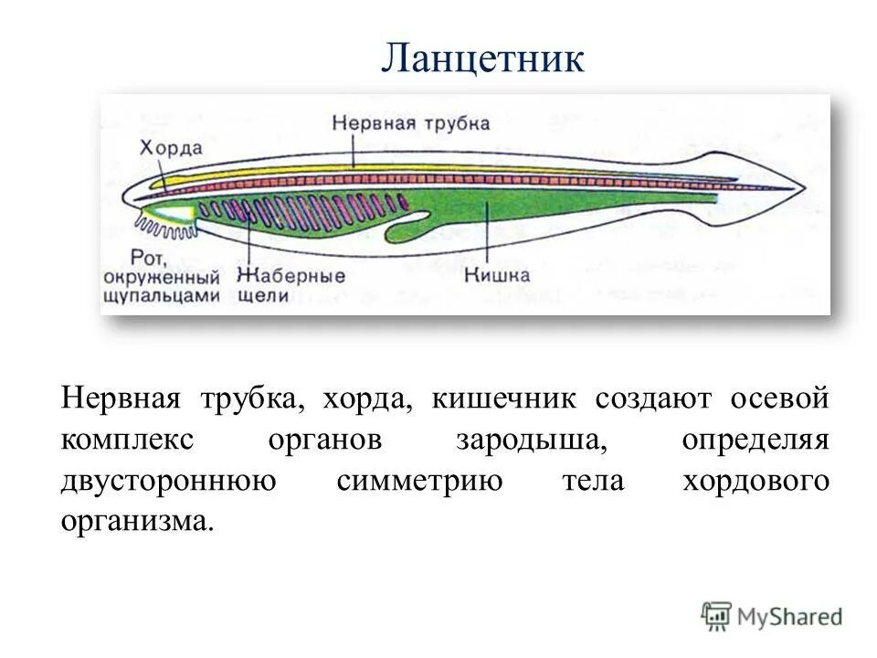 Нервное строение ланцетника. Нервное строение ланцетника