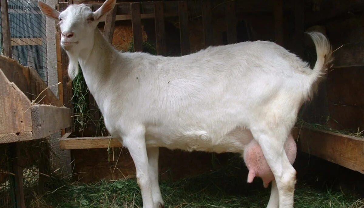 Мегрельская порода. Зааненская козочка. Коза с сережками на шее. Порода козы с сережками на шее и рогами. Породы дойных коз
