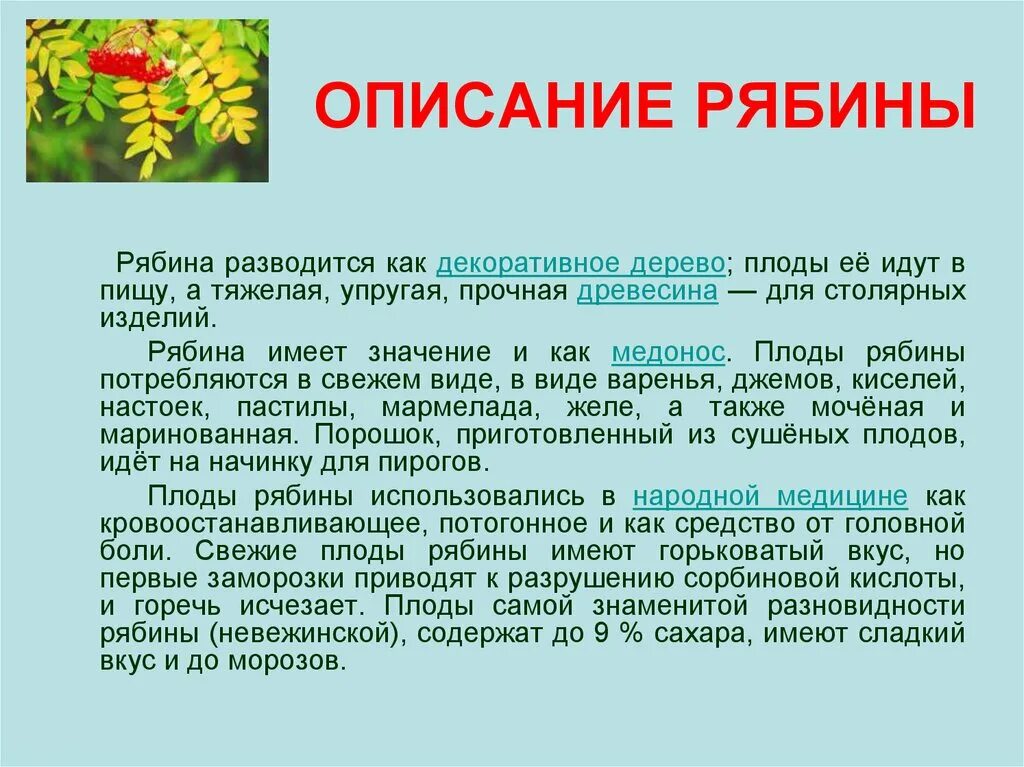 Рябина описание. Рябина краткое описание. Рябина информация для детей. Сведения о рябине для детей. Имена обозначающие дерево