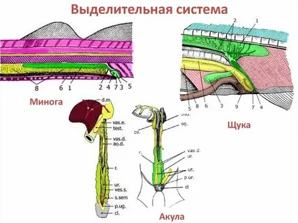 Выделительная система хрящевых