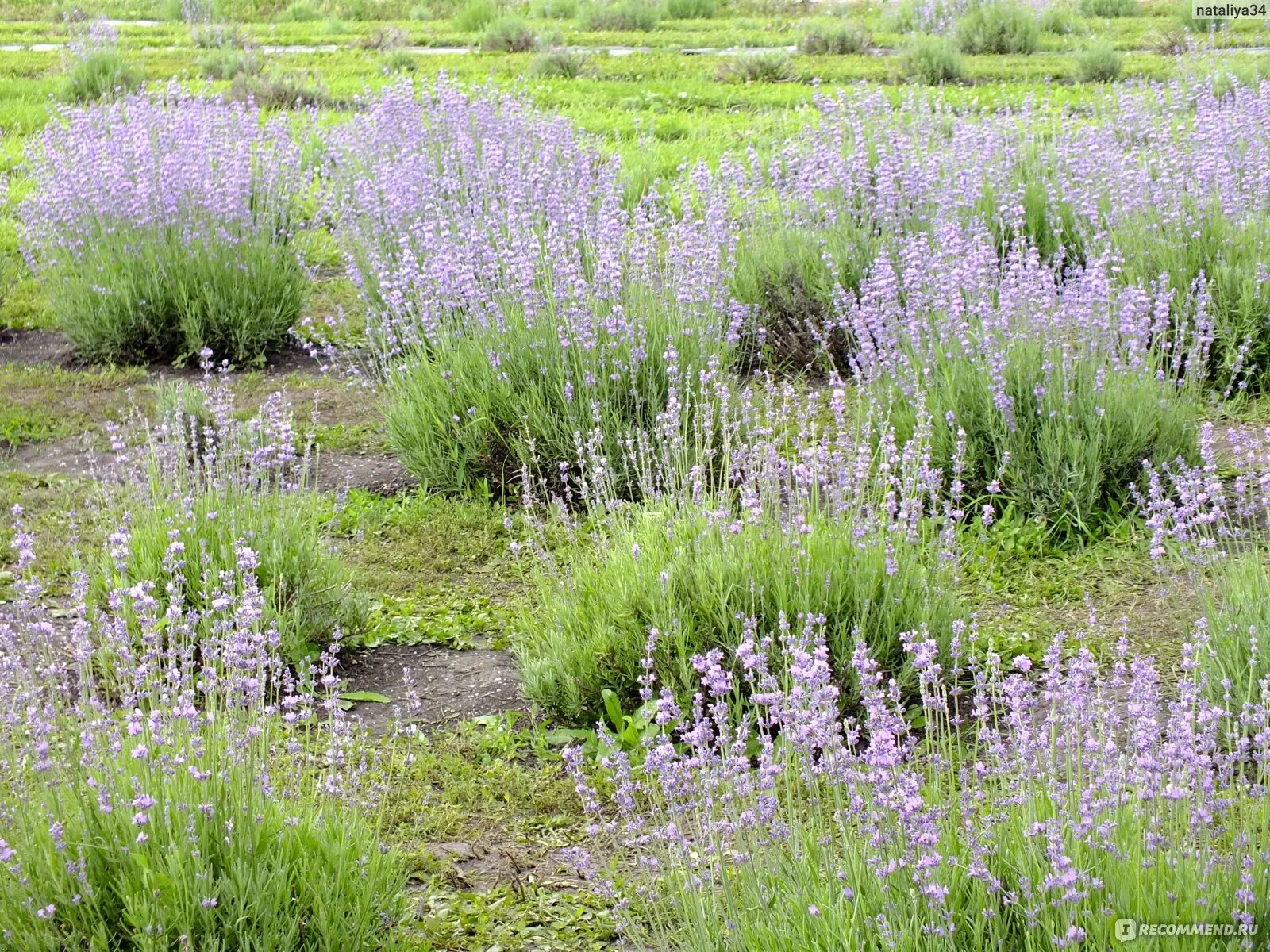 лавандовое лето солнечная ул 26 село кочетовка