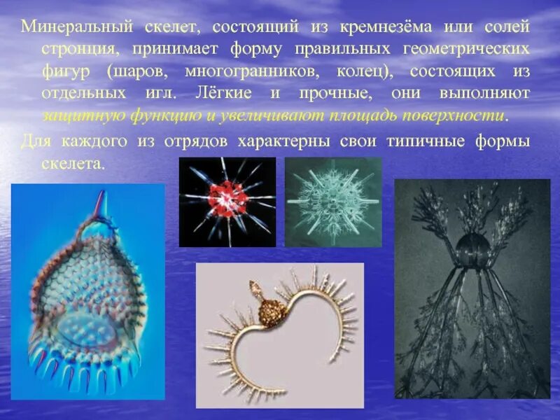 Скелет простейших животных. Минеральный скелет. скелет простейших. скелеты простейших животных. внутренний скелет простейших.