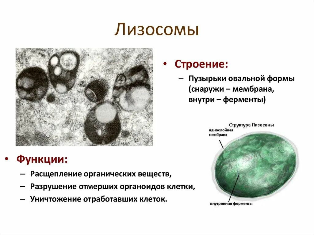 Строение и функции лизосомы клетки. Структура лизосомы клетки. Строение первичной лизосомы. Лизосомы строение структура и функции. Роль лизосом