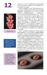 Гладиолусы расстояние при посадке
