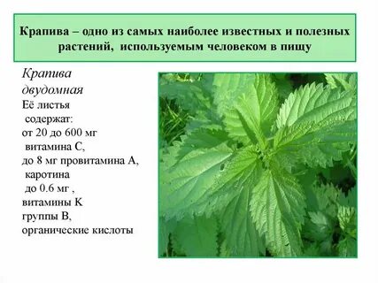 Крапива двудомная систематика