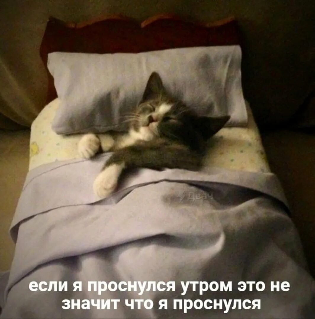 Пора уснуть последним сном. Кот в кроватке. спать пора спокойной ночи. сладких снов котик.