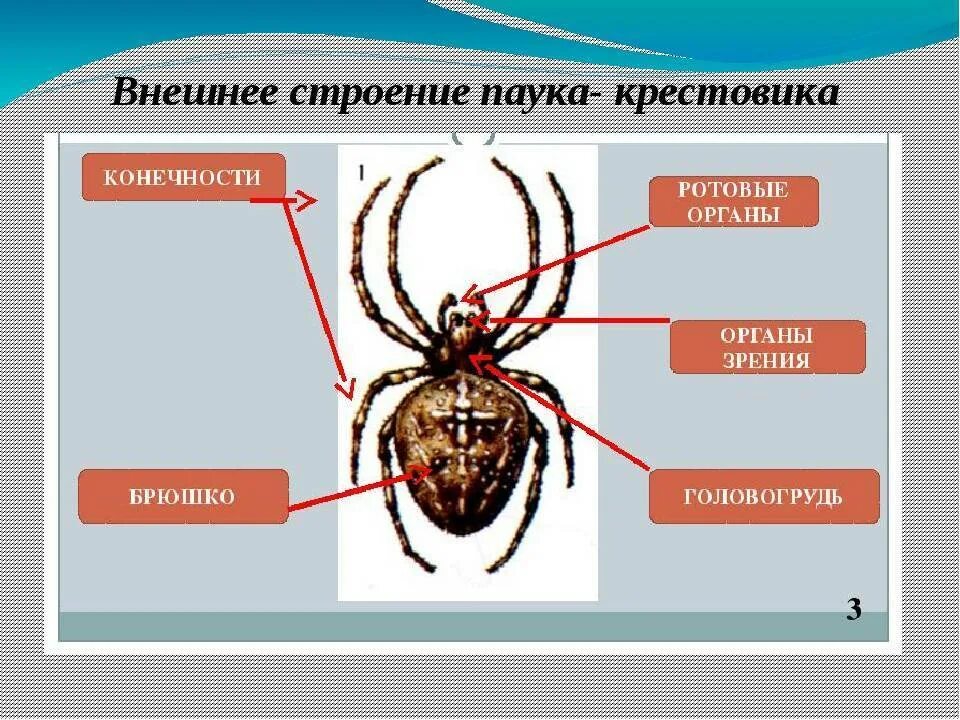 Строение головы паукообразных. Общая характеристика паука крестовика. наружное строение паука крестовика. членистоногие паук крестовик. конечности паука крестовика.