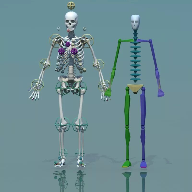Скелет человека. Модель скелета. Скелет для моделирования. Персонаж скелет.