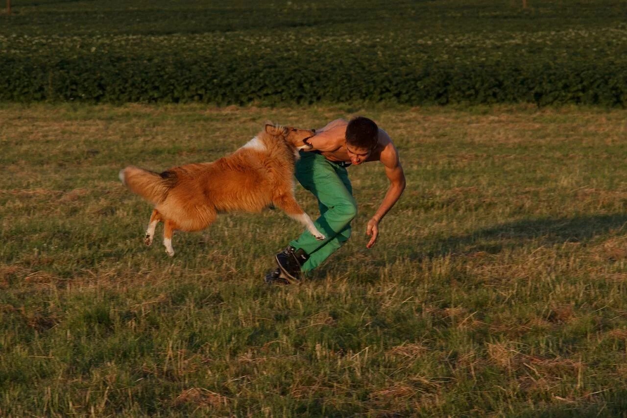 Дремлющий они гонятся друг. Человек убегает от собаки. Собака бежит. Собака бежит за человеком. Бег от собаки.