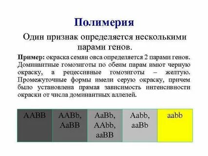 Задачи на полимерию с решением генетика