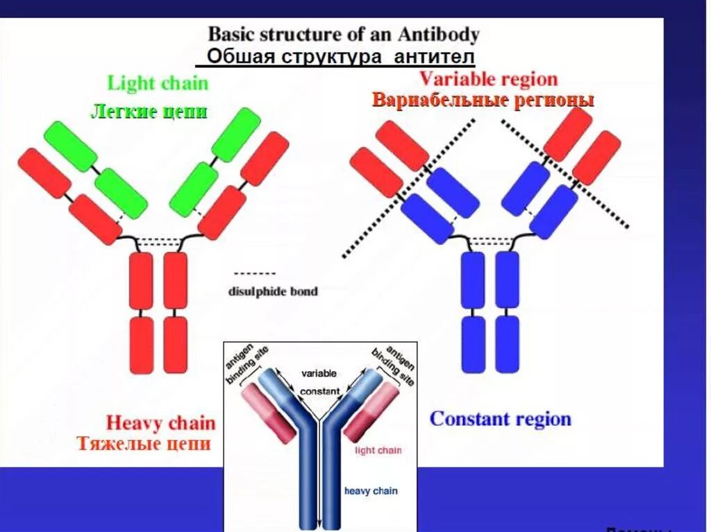 Антитела схема. Структура антител. Строение антитела. Антитела структура антител. Домены антител