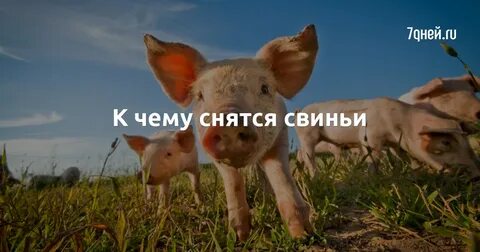 Сонник поросенок маленький живой