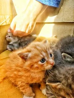 Возьму котенка