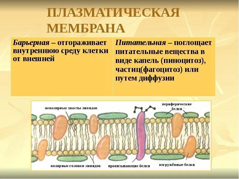 Строение и функции плазматической. Функции плазматической мембраны схема. Строение наружной плазматической мембраны. Структура клетки плазматическая мембрана. Строение плазматической мембраны клетки.