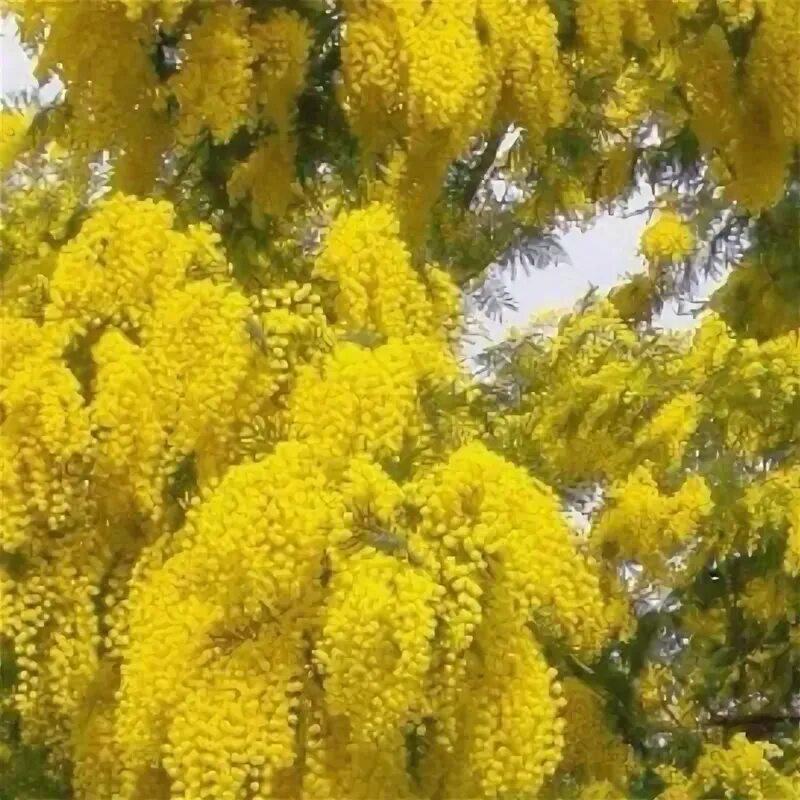 Мимоза акация саженец. Акация серебристая (acacia dealbata). Мимоза домашняя в горшке. Acacia baileyana. Акация мимоза желтая.