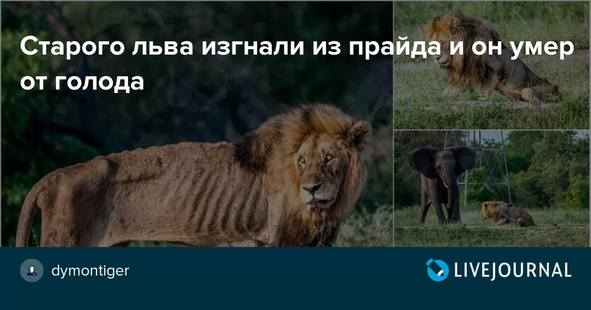 Лев изгнанный из прайда. Изгнание Льва из прайда. Лев которого выгнали из прайда. Лев голод