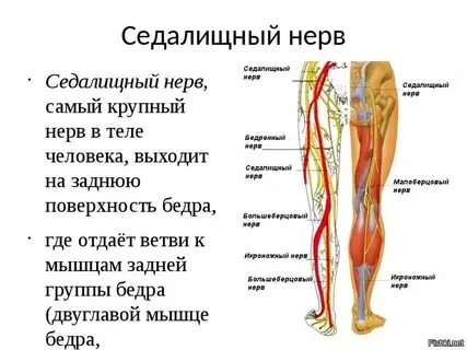 Как проходит седалищный