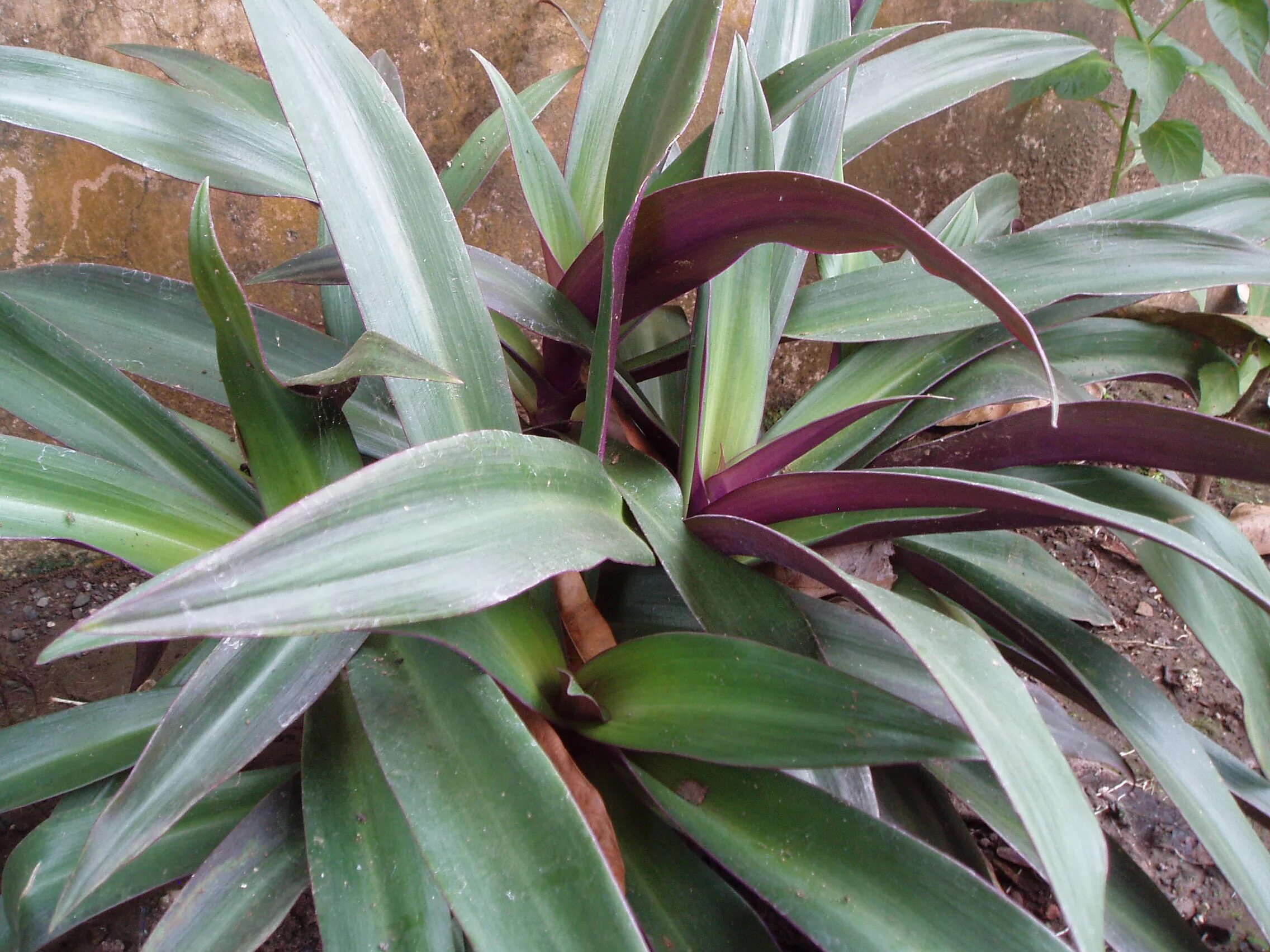 олеандр обыкновенный. кордилина конга. бильбергия сандерса. бильбергия поникающая (billbergia nutans). драцена краснолистная.