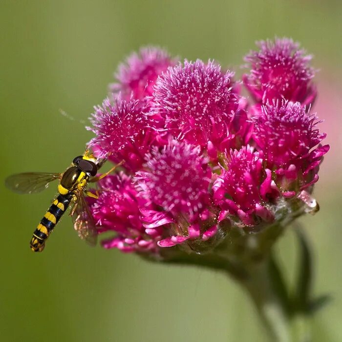 кошачья лапка двудомная antennaria dioica. кошачья лапка (antennaria dioica). вы наверное знаете эти крошечные и скромные лесные цветы. кошачья лапка (антеннария двудомная) (antennaria dioica). кошачья лапка брайт роуз.