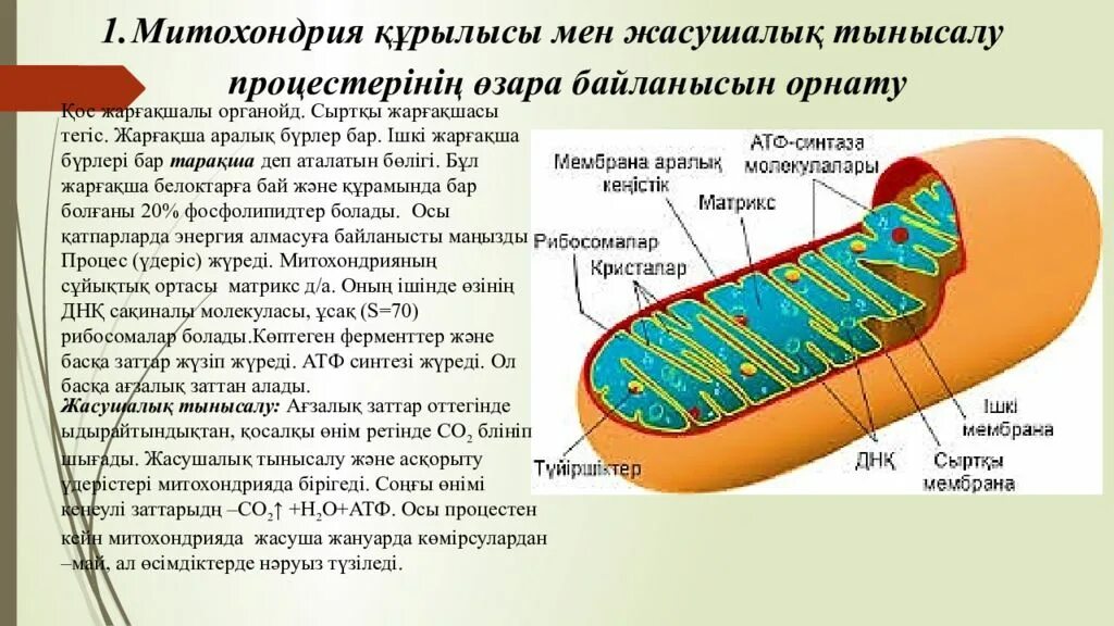 Митохондрии у прокариот. АТФ В митохондриях. Митохондрия. Строение митохондрии. Обозначьте структуры митохондрии.