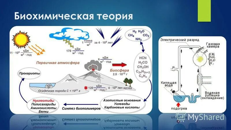 Гипотеза биохимической эволюции суть