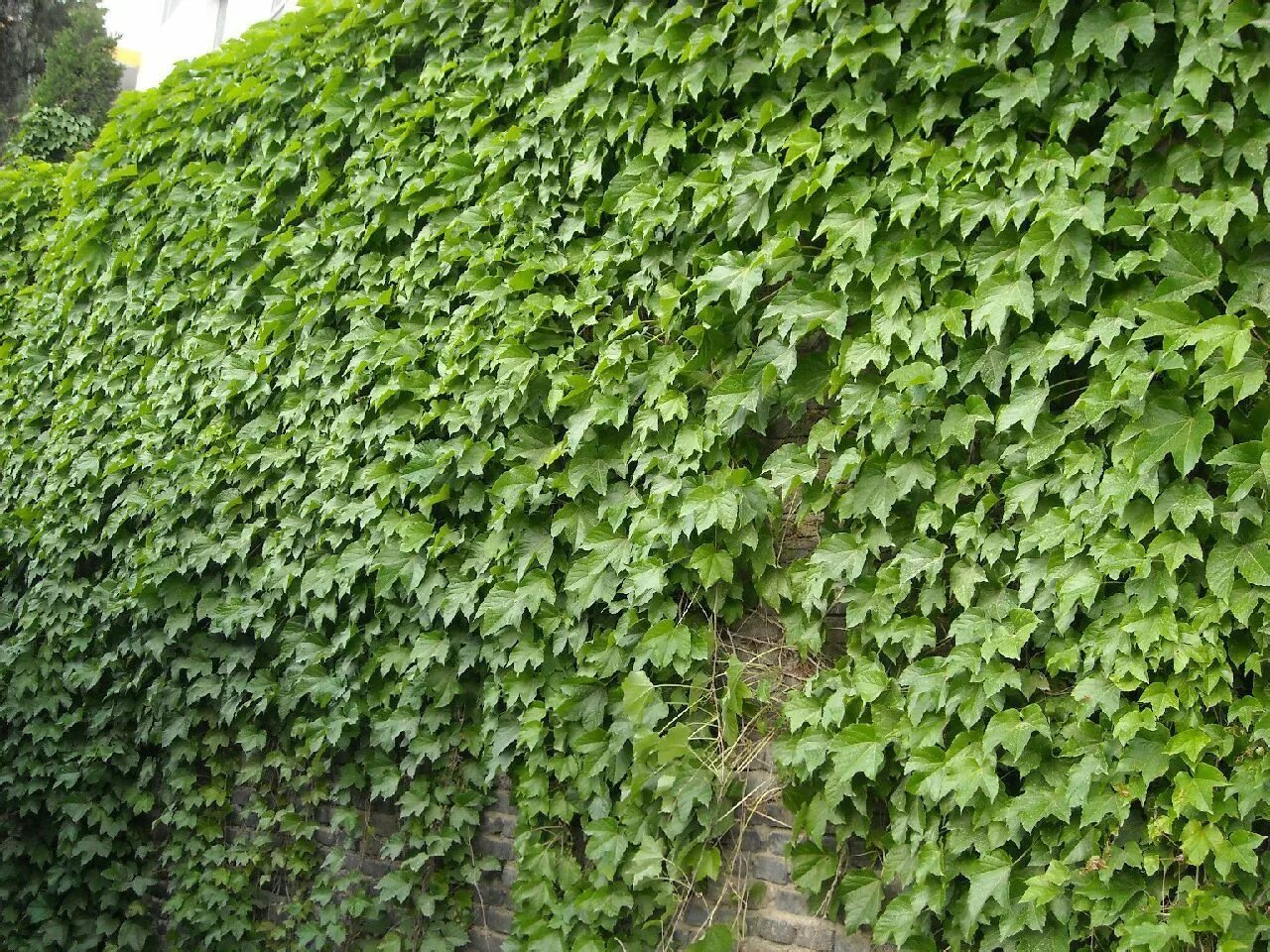 Плющ 1. Плющ крупнолистный. Плющ хедера арлекин. Плющ 1. Плющ — ivy (hedera.