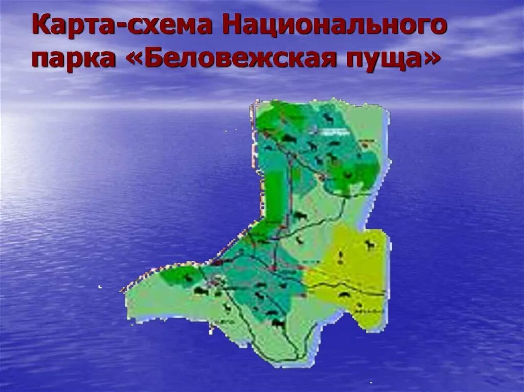 Схема национальных парков. Карта нац парка Беловежская пуща. Схема национального парка. Беловежская пуща карта заповедника. Беловежская пуща на карте Белоруссии.