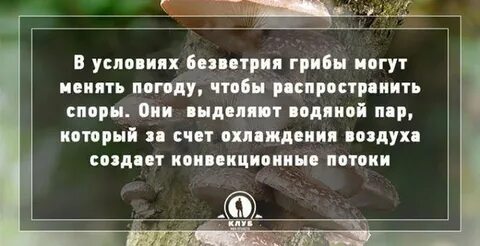 Факты про грибы для детей