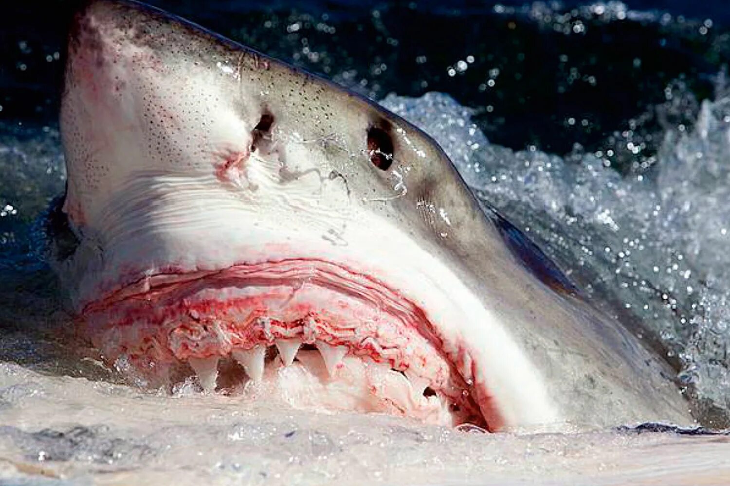 Укус рыбы. Большая белая акула (Carcharodon carcharias). Белая акула людоед кархародон. Акула белая, акула-людоед, кархародон. Акула людоед в чёрном море.