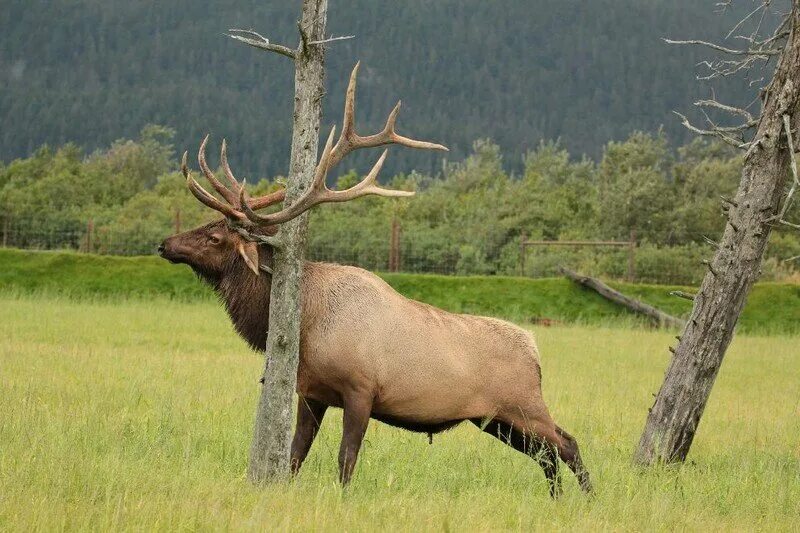 Американский олень. Хитрый олень. Североамериканский олень 6 букв. Blacktail deer. Олень мул.