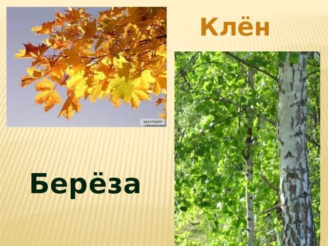 Клен и береза. Песня про березу и клен. Деревья сплелись. В березу был тот клен влюблен. Берёзка клён.