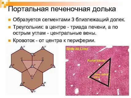 Портальная печень