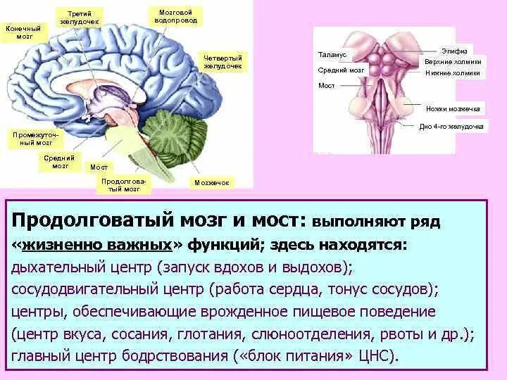 Желудочки среднего мозга. Третий желудочек и таламус. Гипоталамус 3 желудочек. Четверохолмие и эпифиз. 3ий желудочек и таламус.