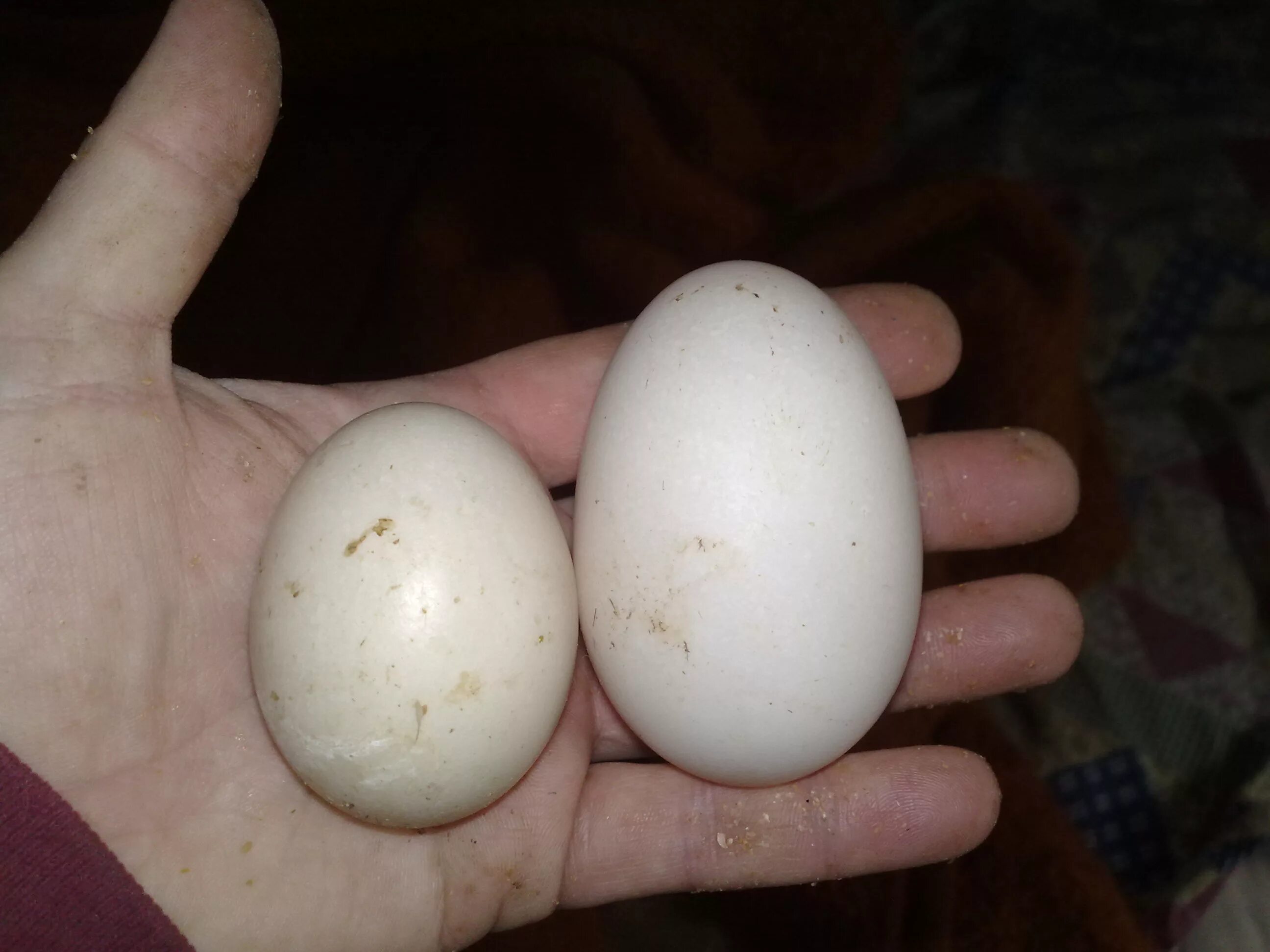 Яйца кур леггорн. Инкубационное яйцо Леггорн. Инкубационное яйцо мускусной утки. Утиные яйца индоуток. Яйцо индоутки.