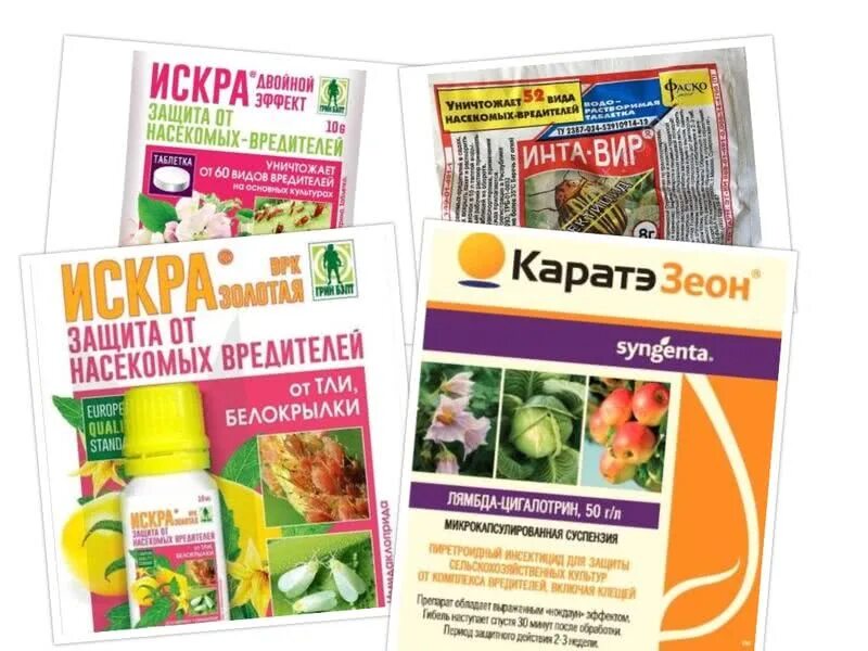Чем обработать клубнику от долгоносика в мае. От вредителей клубники препараты. препарат для клубники от болезней и вредителей. препараты от долгоносика на клубнике. инсектицид от долгоносика на клубнике.