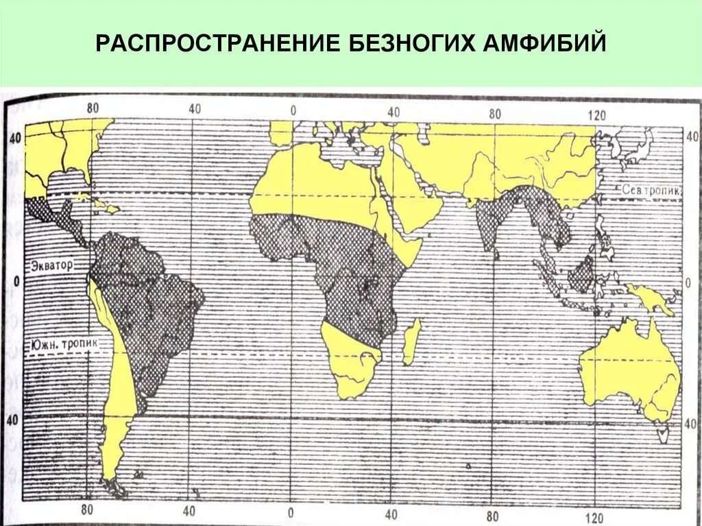 Фактор который ограничивает распространение земноводных. Распространение земноводных. безногие земноводные карта распространения. распространение безногих земноводных. карта распространения безногих амфибий.