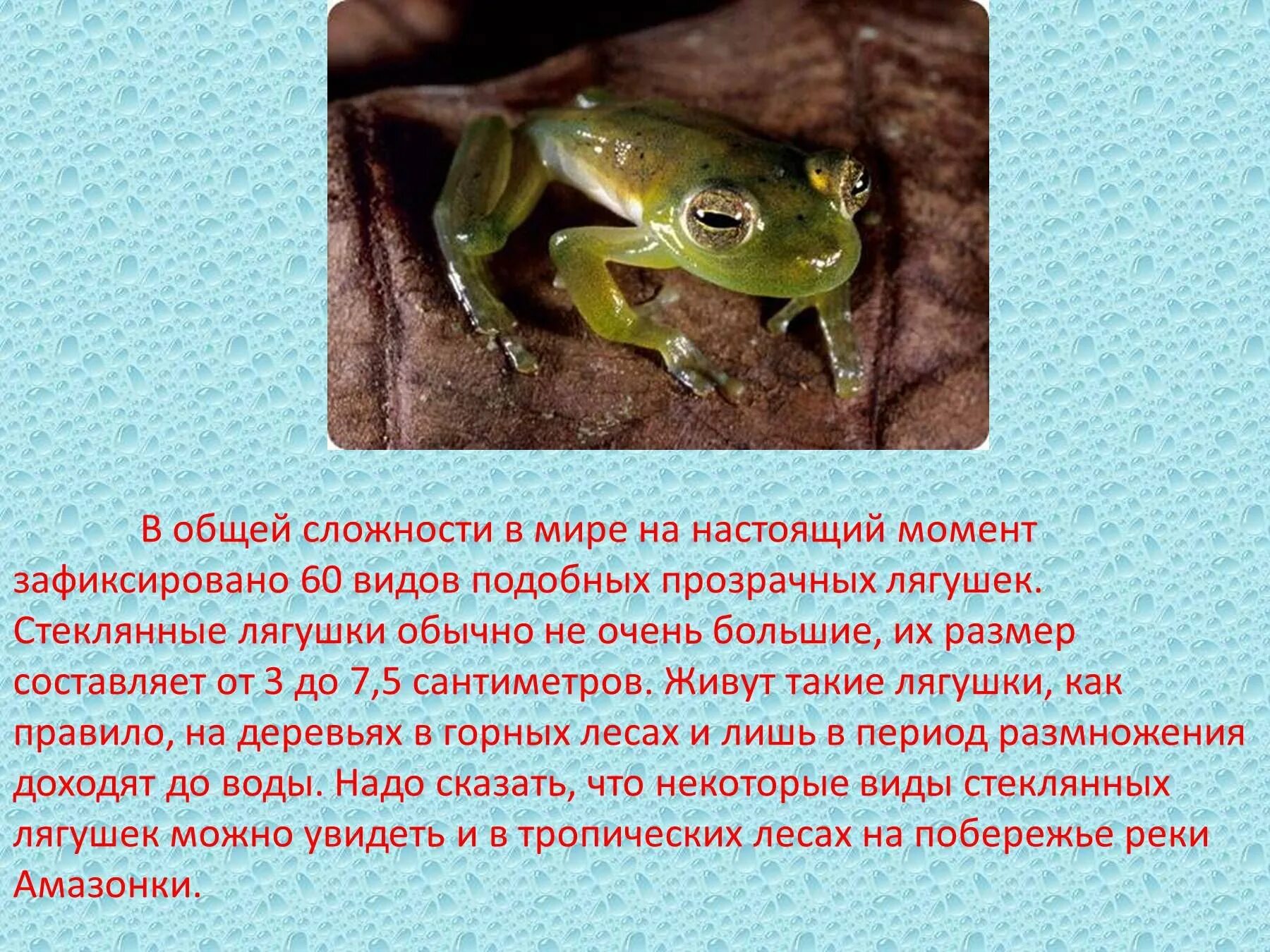 Интересные факты о лягушках