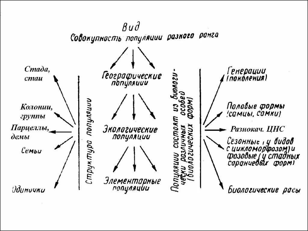 Компоненты популяции. Популяция схема. Популяционная экология. Структура популяции схема. Экологическая структура популяции.